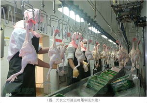 筑牢安全防線 守護“舌尖”健康——廣東全面開展動物防疫“消毒滅原日”活動，重點強化屠宰設備清潔消毒